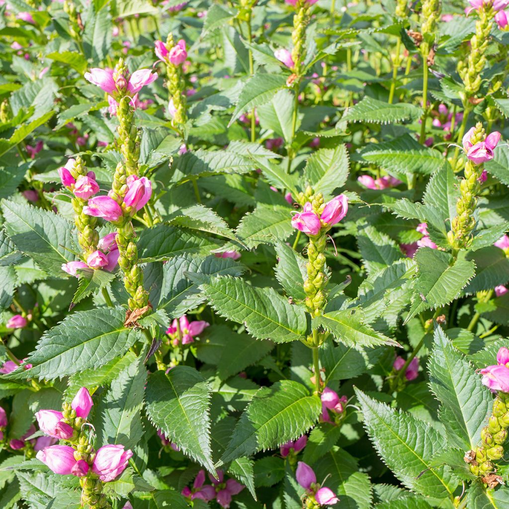 Chelone obliqua