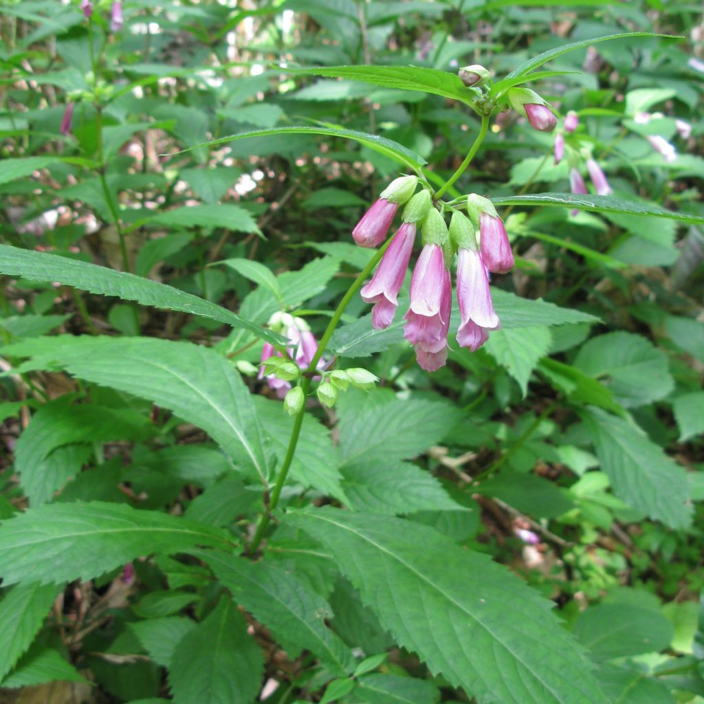 Chelonopsis moschata