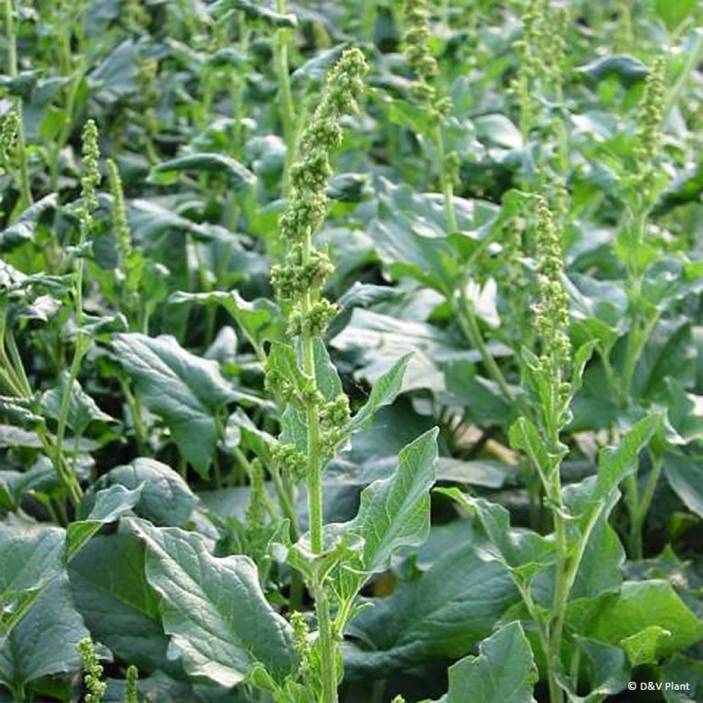 Chénopode Bon Henri en plant - Chenopodium bonus-henricus