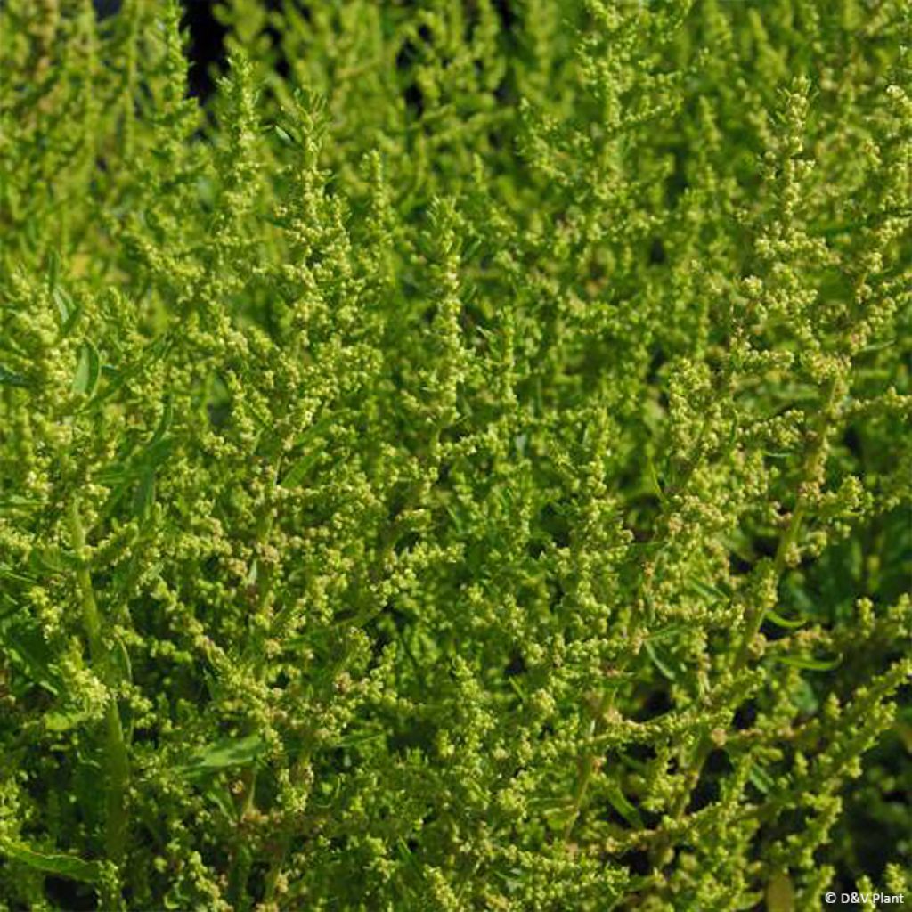 Chénopode fausse-ambroisie, Thé du Mexique - Chenopodium ou Dysphania ambrosioides