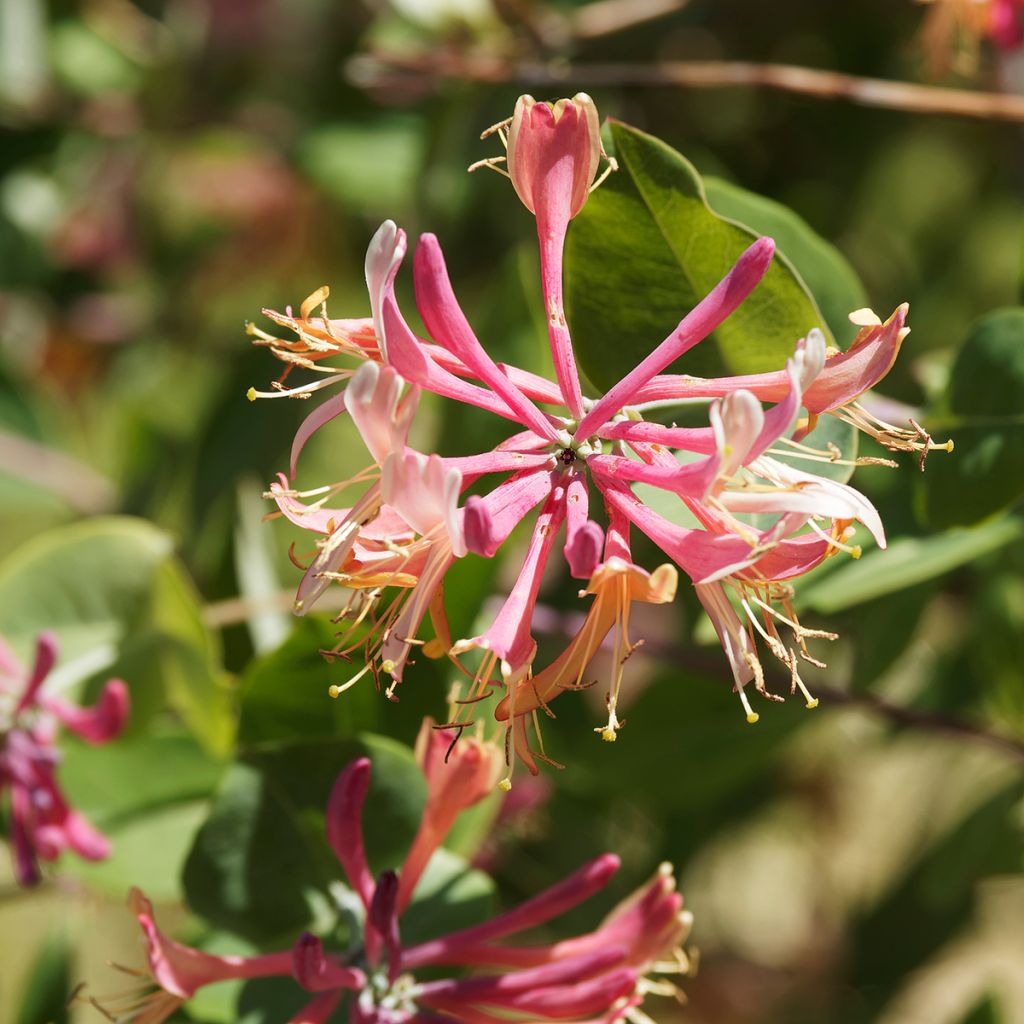 Lonicera x heckrottii 