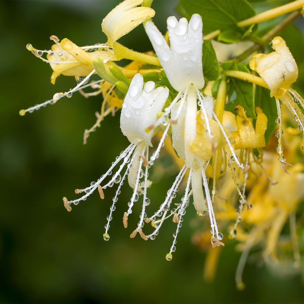 Chèvrefeuille du Japon - Lonicera japonica Dart's Acumen