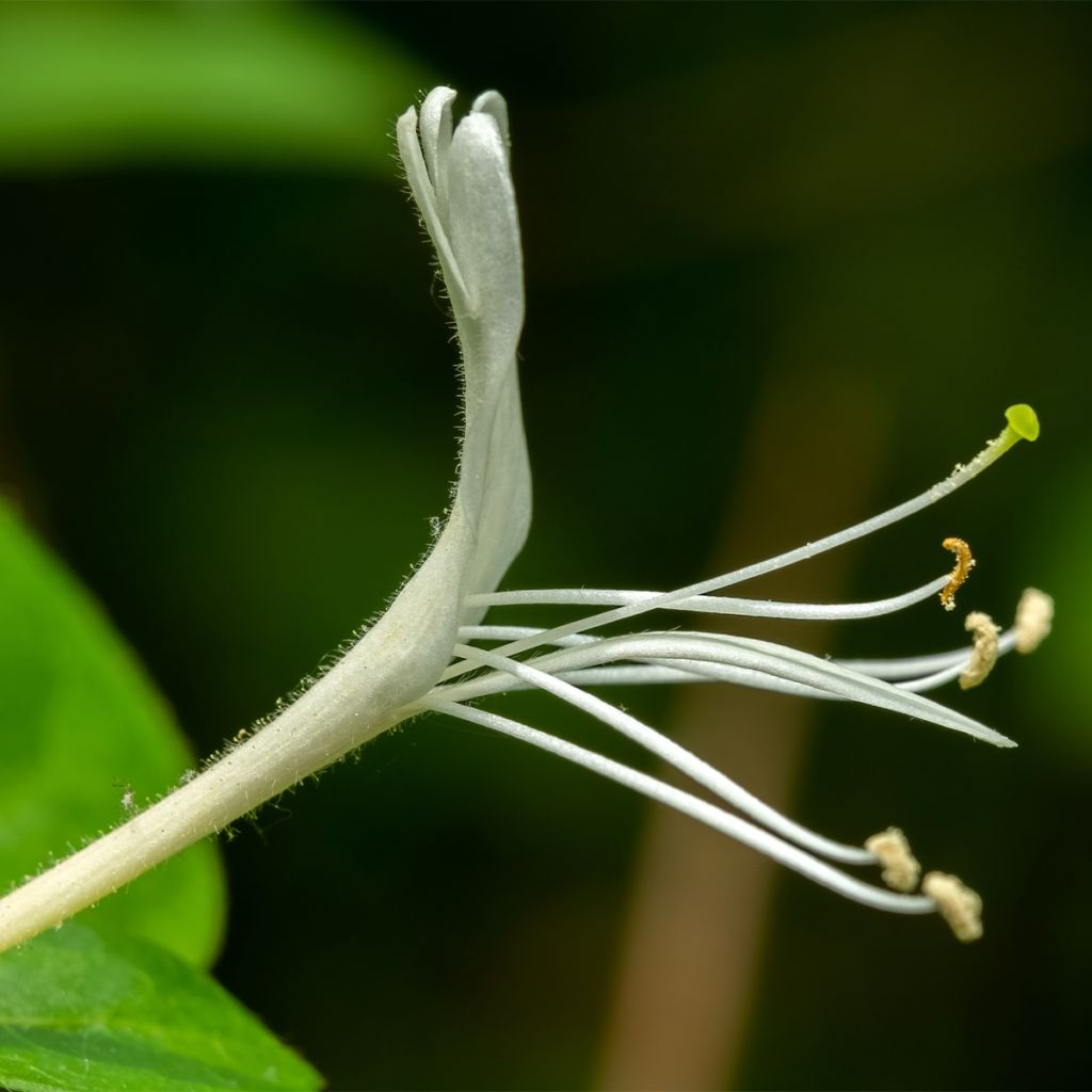 Chèvrefeuille du Japon - Lonicera japonica Dart's Acumen