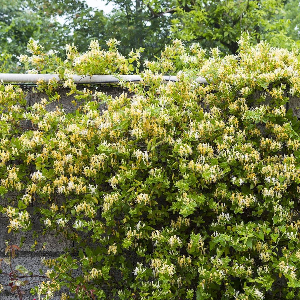 Chèvrefeuille du Japon - Lonicera japonica Dart's Acumen