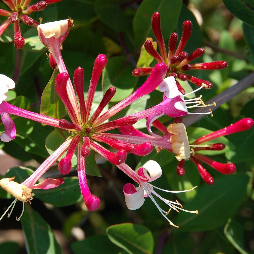 Chèvrefeuille du Japon Red World - Lonicera japonica