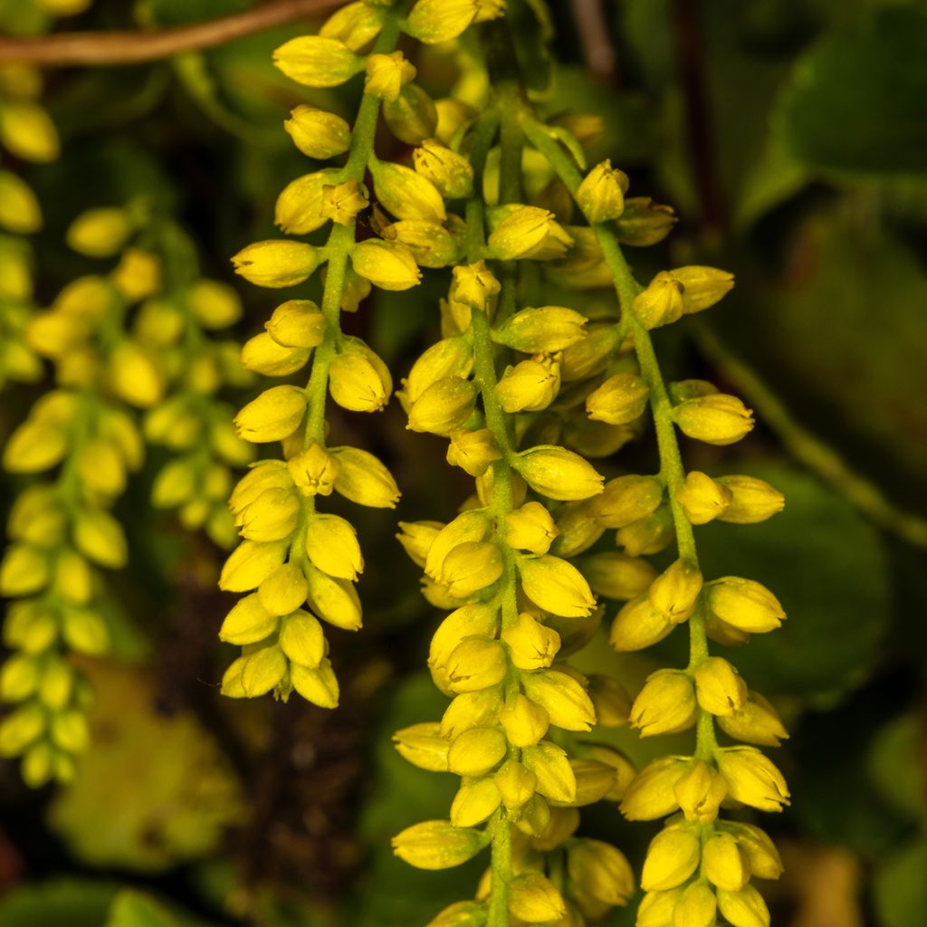 Chiastophyllum oppositifolium