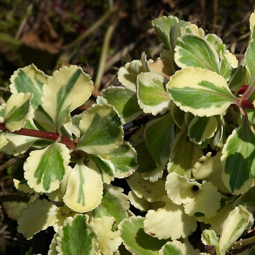 Chiastophyllum oppositifolium Variegatum - Goutte d'or panachée