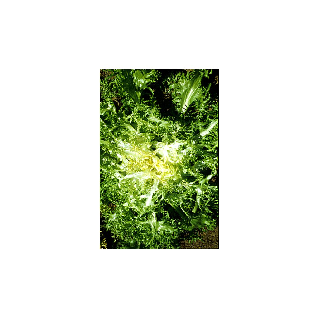 Chicorée frisée Grosse Pommant Seule - Cichorium endivia var. crispum
