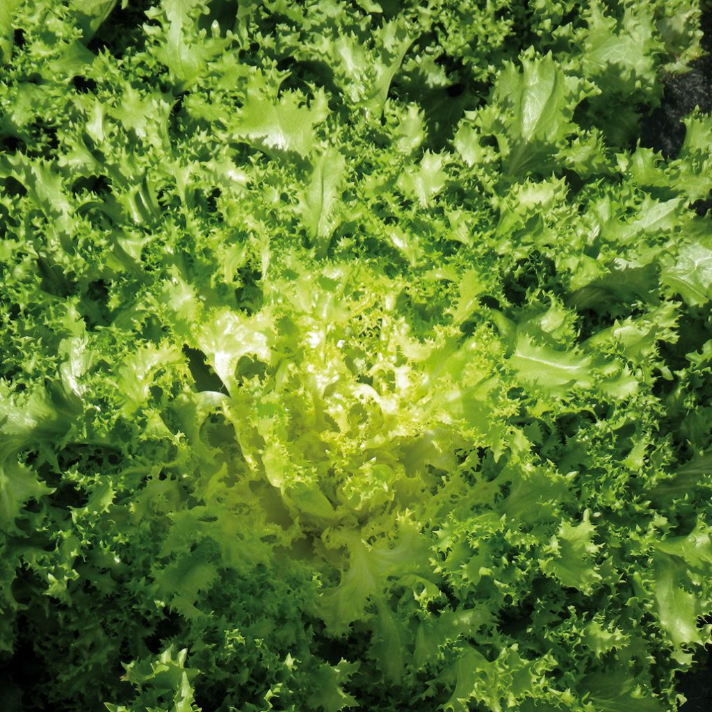 Curly Endive Dorea - Cichorium endivia var. crispum