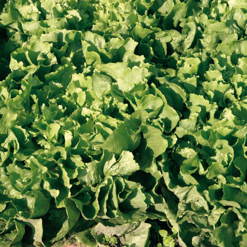 Escarole Géante Maraîchère Isis