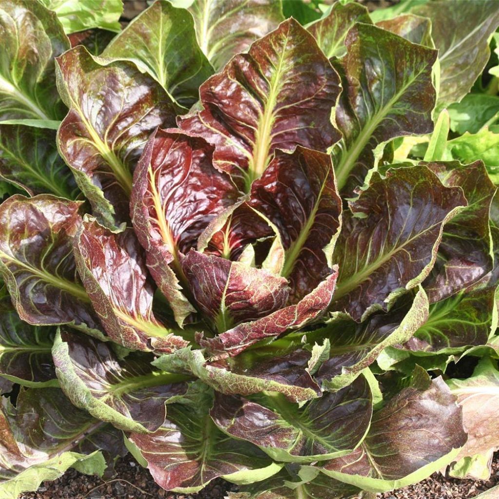 Chicory (Radicchio) Rossa di Treviso 4 - Ferme de Sainte Marthe Seeds