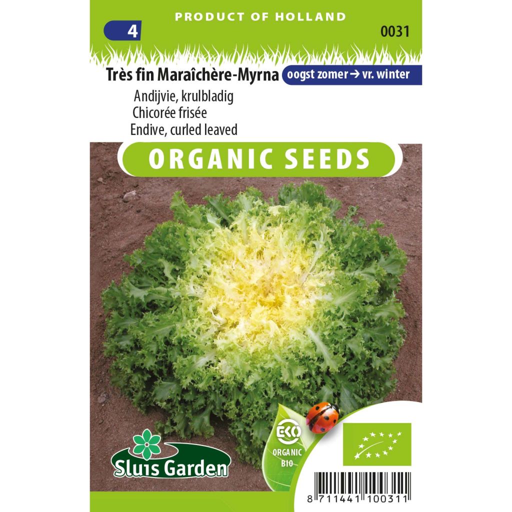 Frisée endive Très Fine Maraîchère Myrna (Chicory)