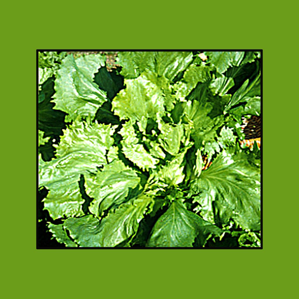 Organic Escarole Cornet de Bordeaux coated seeds - Cichorium endivia var. latifolium