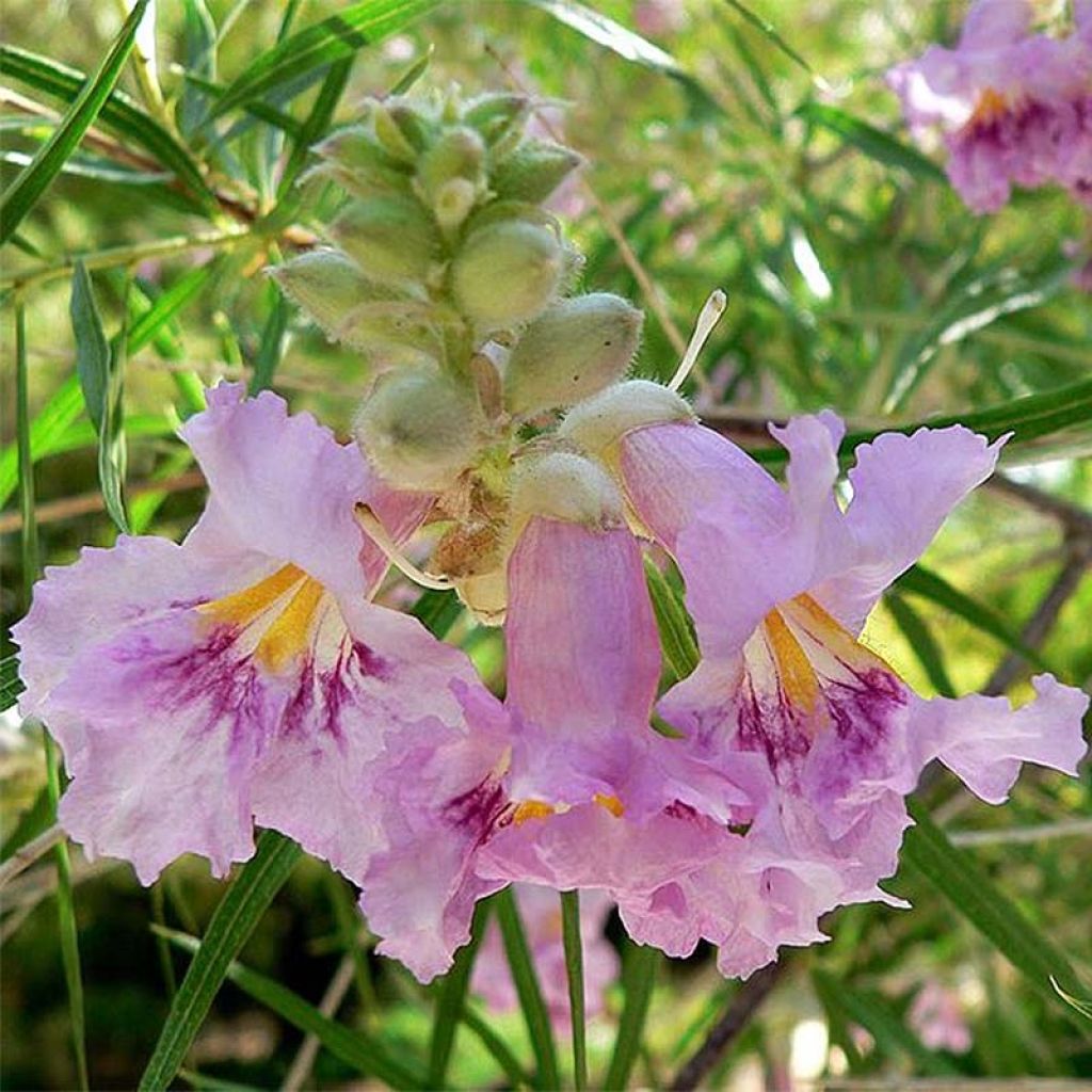 Chilopsis linearis 