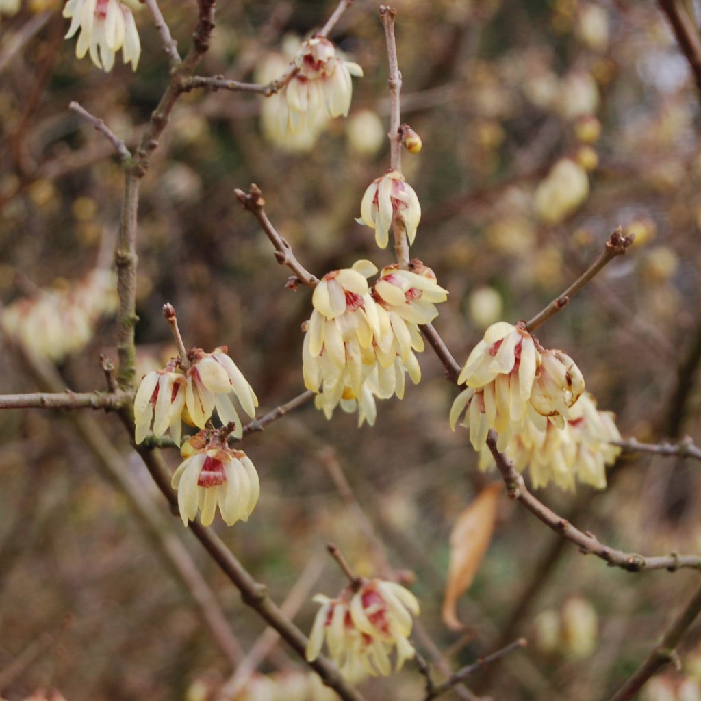 Chimonanthus praecox  Grandiflorus