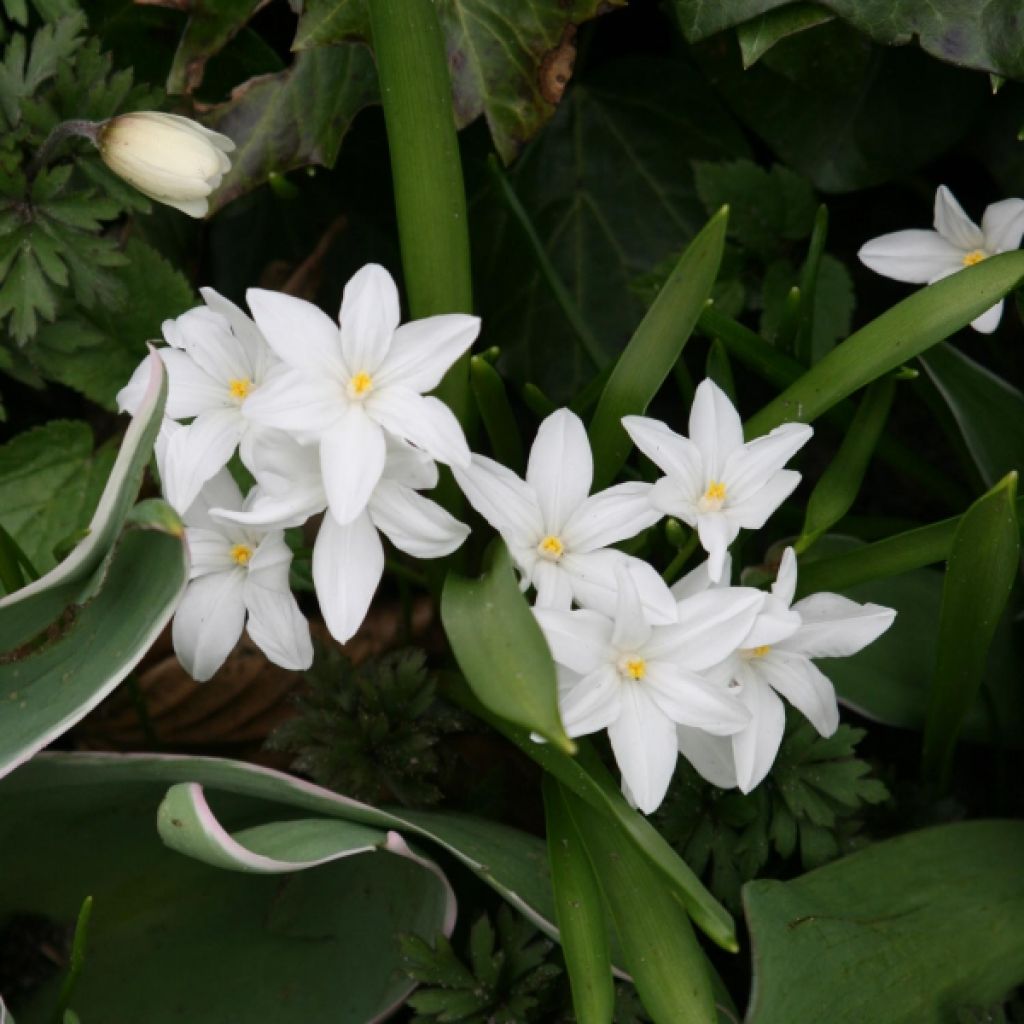 Chionodoxa Luciliae Alba