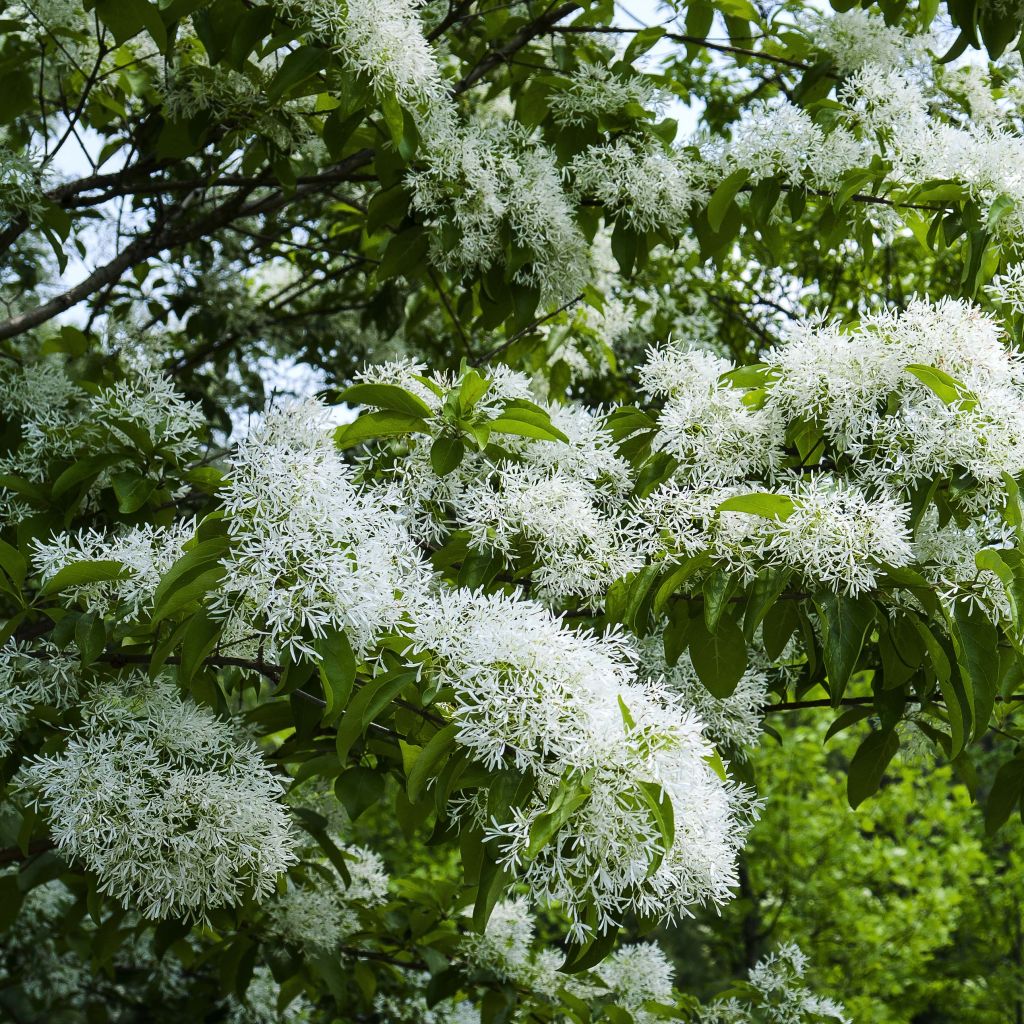 Chionanthus retusus 