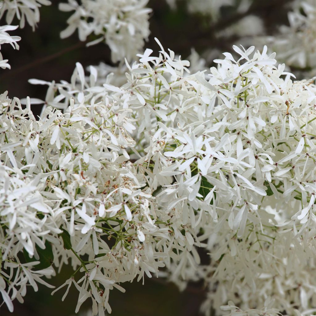 Chionanthus retusus - Arbre de neige, Arbre aux franges