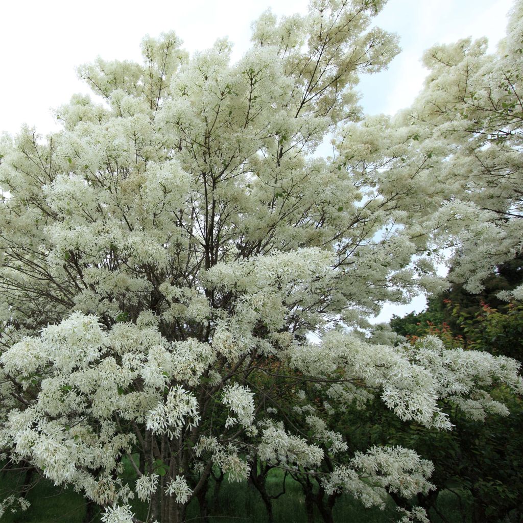 Chionanthus retusus - Arbre de neige, Arbre aux franges