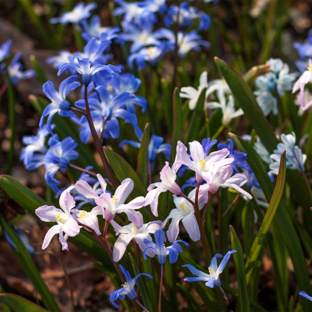 Chionodoxa en mélange - Gloire des Neiges