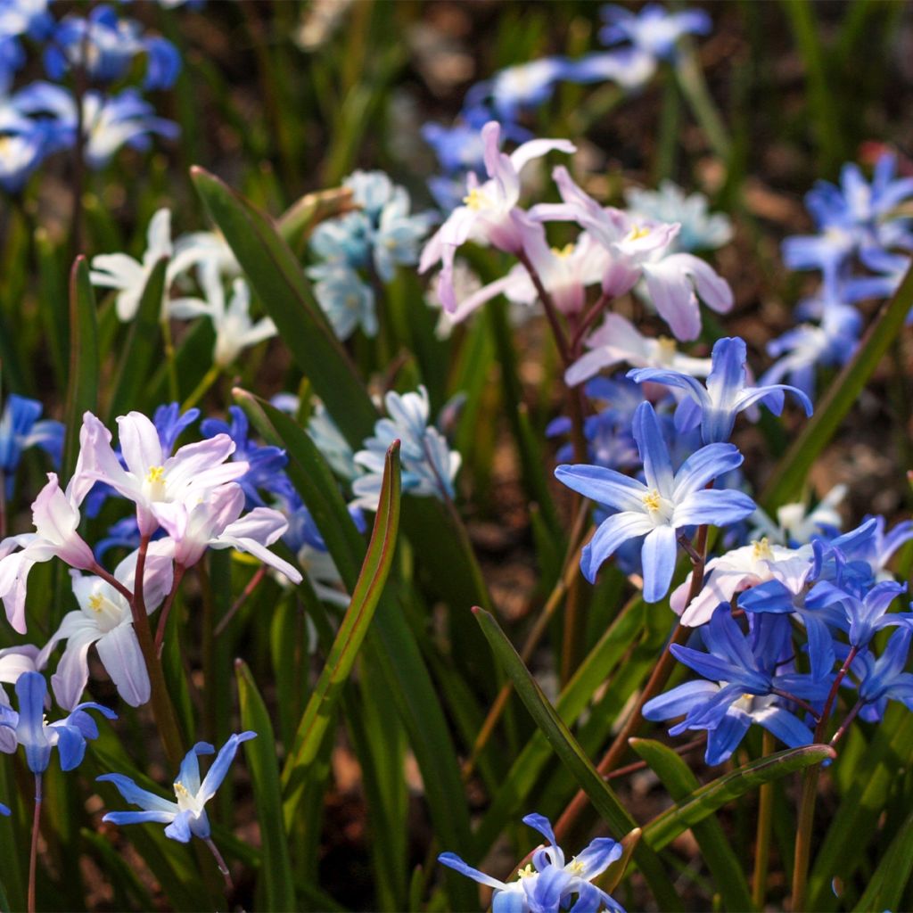 Chionodoxa en mélange - Gloire des Neiges