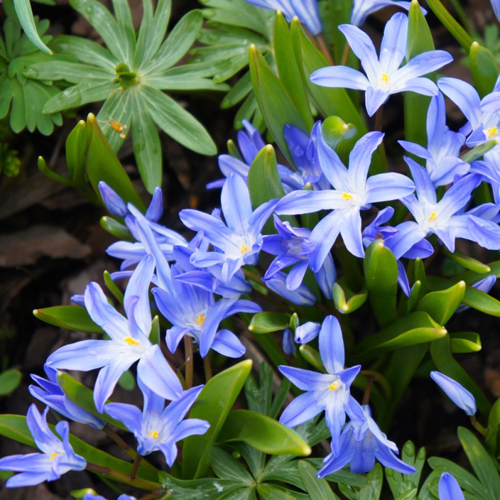 Chionodoxa forbesii Blue Giant