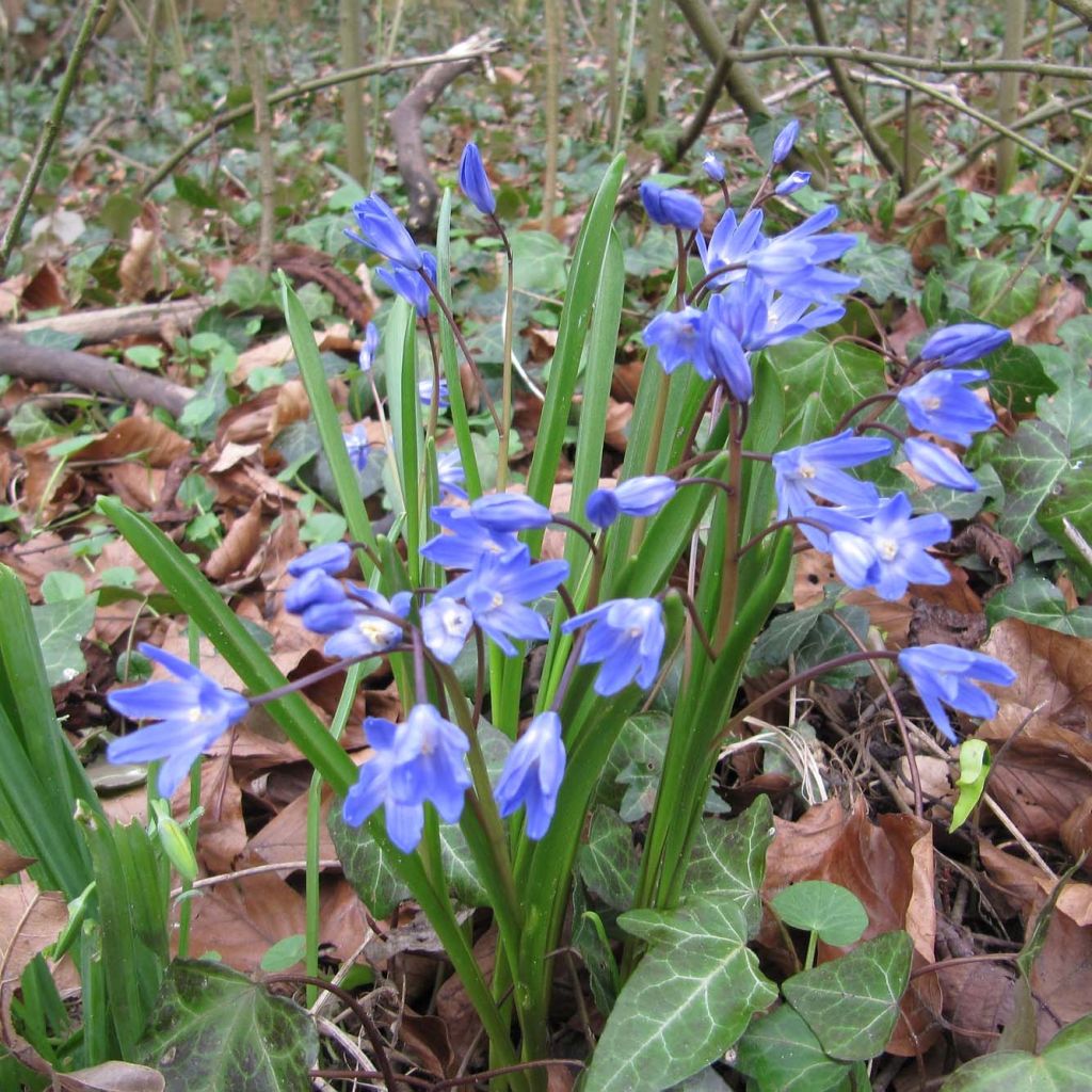 Chionodoxa forbesii - Gloire des Neiges