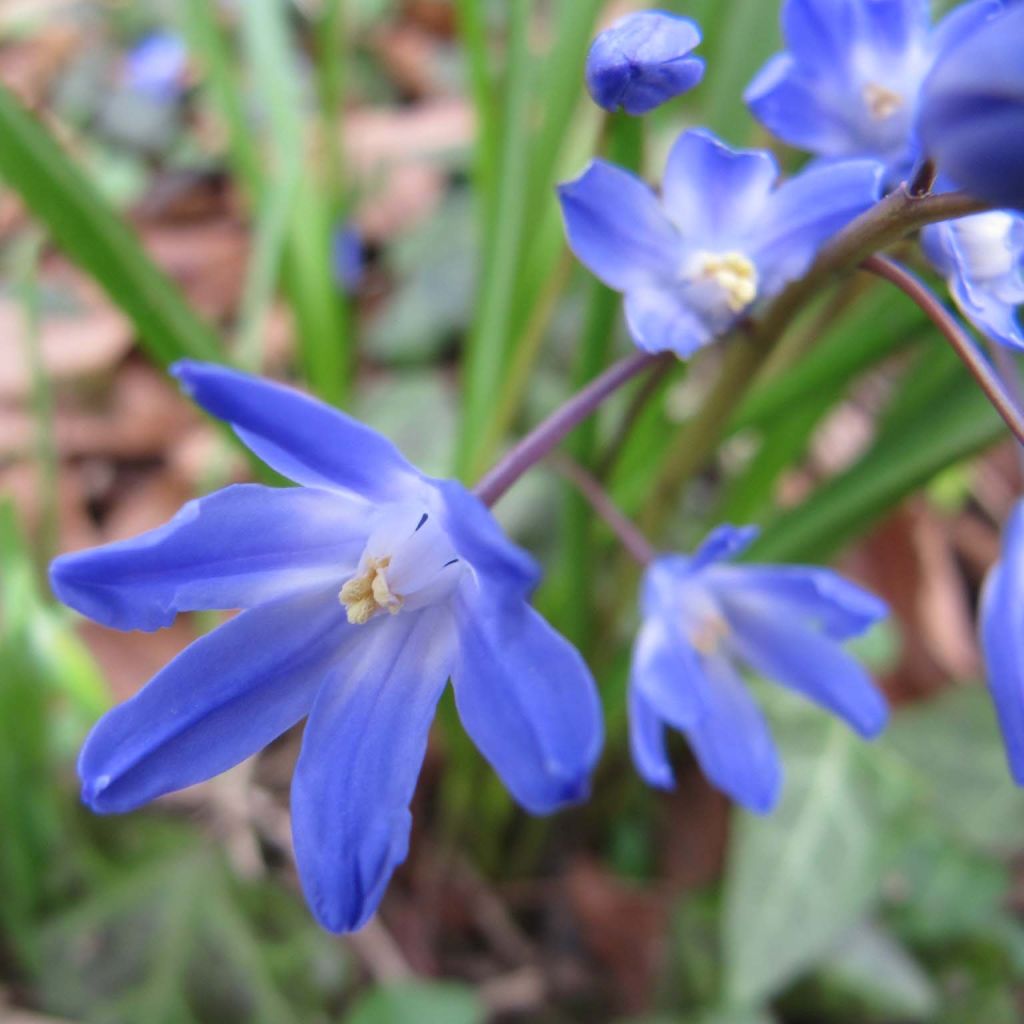 Chionodoxa forbesii - Gloire des Neiges