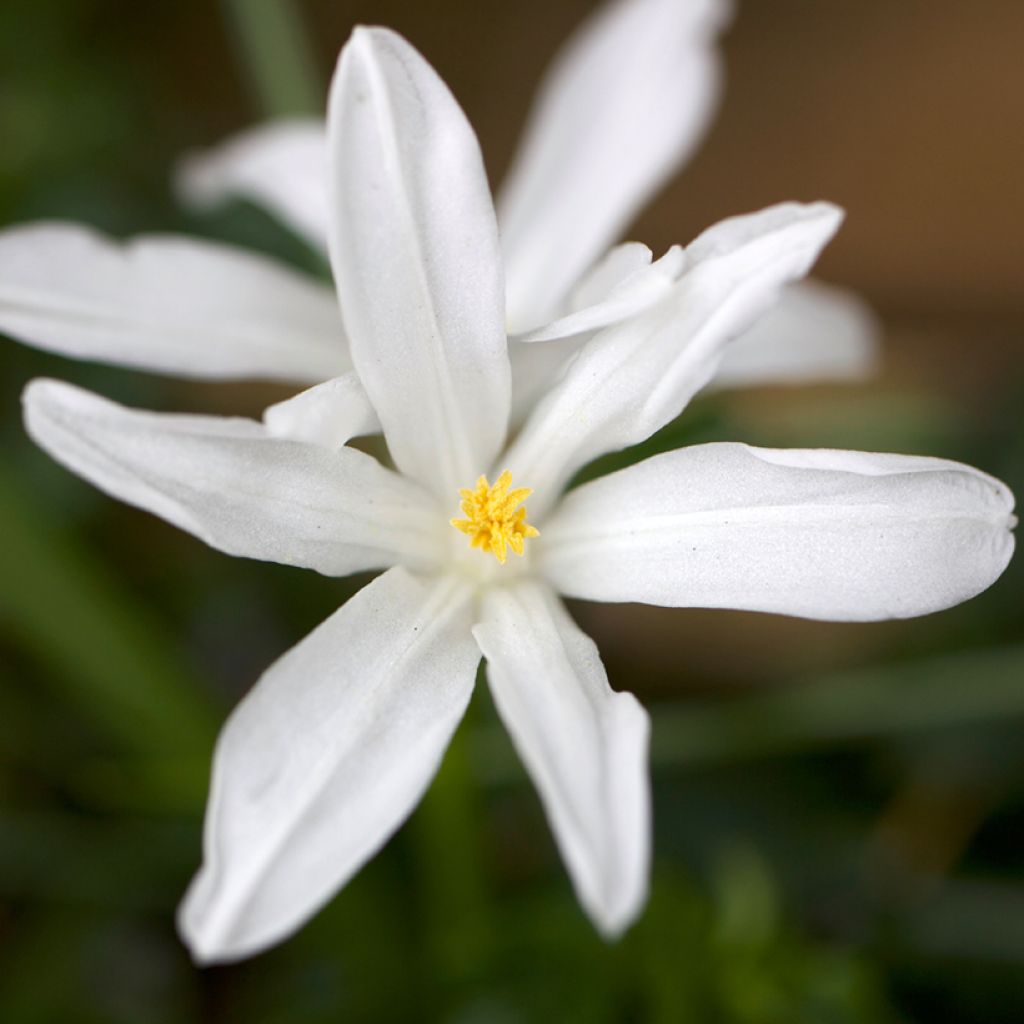 Chionodoxa luciliae Alba