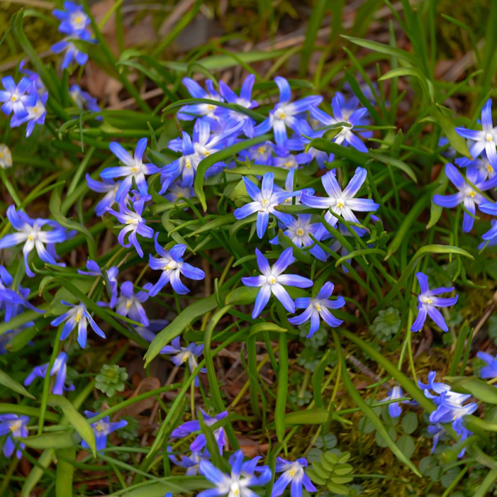 Chionodoxa luciliae - Gloire des Neiges