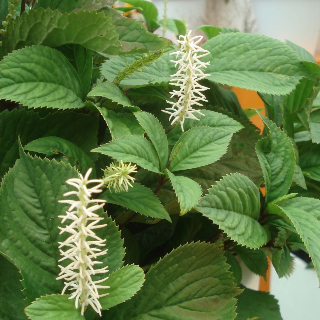Chloranthus fortunei
