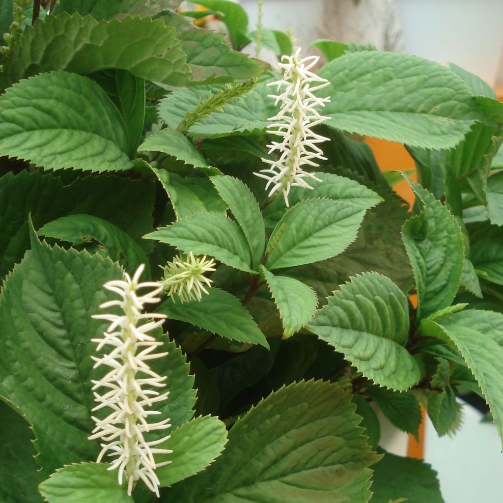 Chloranthus fortunei - Chlorantus de Fortune.