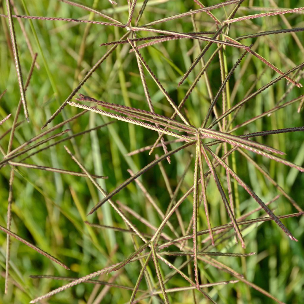 Chloris distichophylla