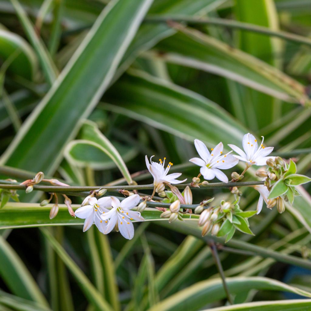 Spider Plant - Chlorophytum comosum Irish