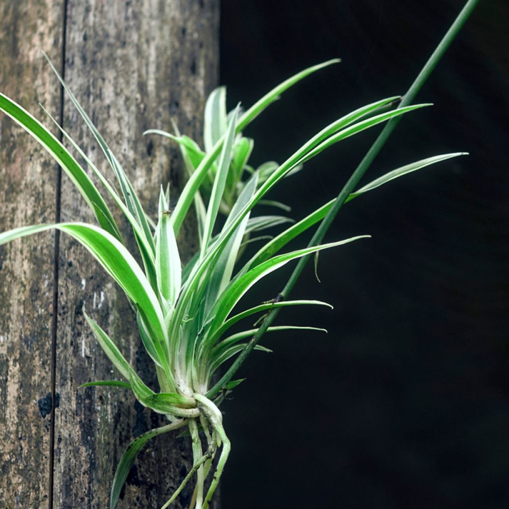 Spider Plant - Chlorophytum comosum Irish