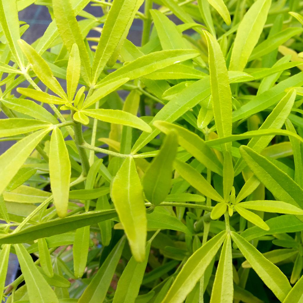 Choisya Aztec Gold - Mexican Orange Blossom