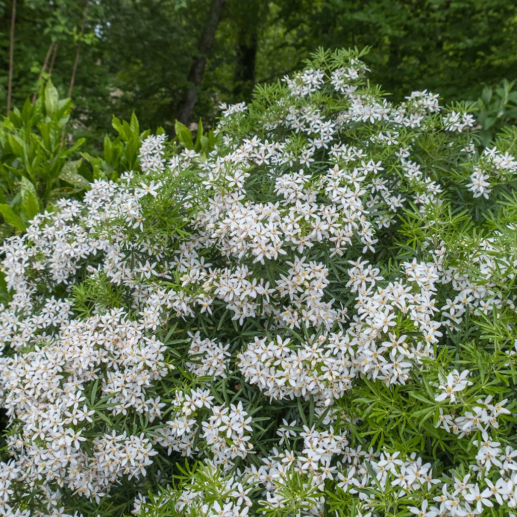 Choisya Aztec Pearl - Mexican Orange Blossom