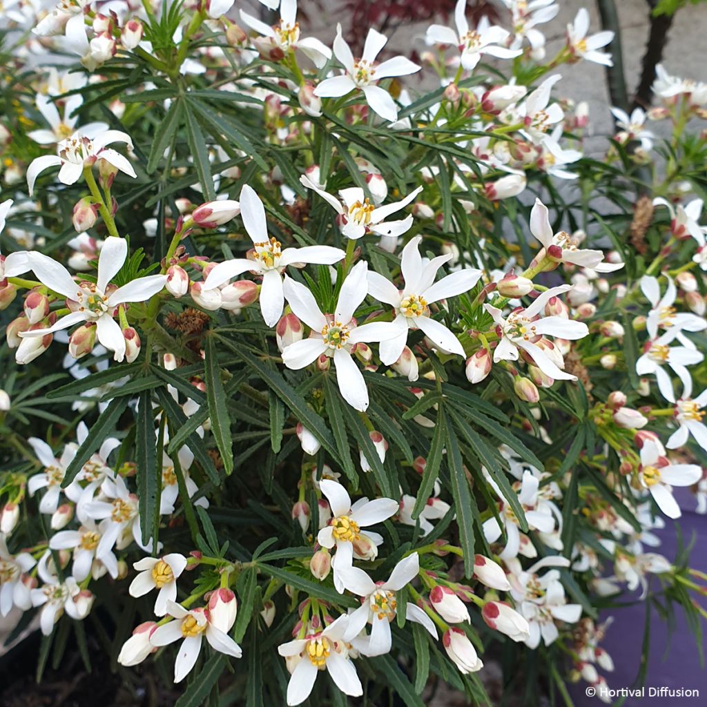 Choisya Little Bee - Mexican Orange Blossom