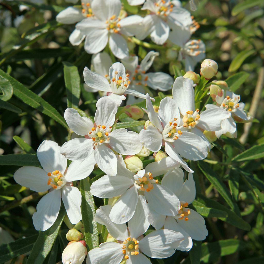 Choisya White Dazzler - Dwarf Mexican Orange