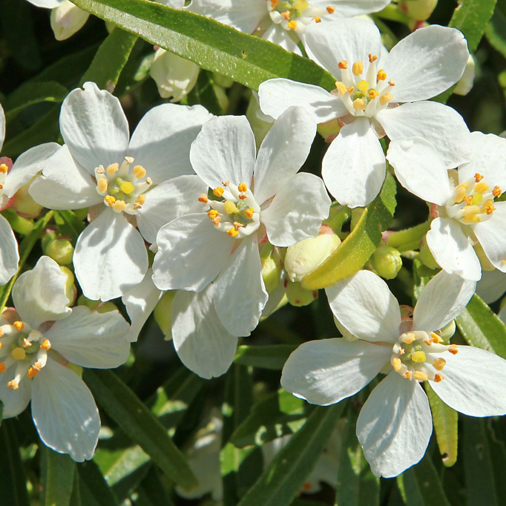 Choisya White Dazzler - Dwarf Mexican Orange