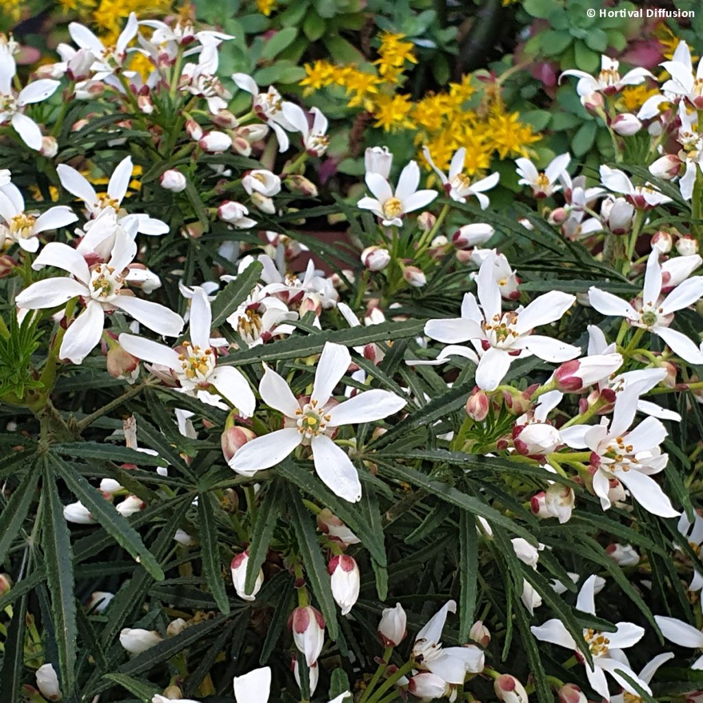 Choisya Little Bee - Oranger du Mexique