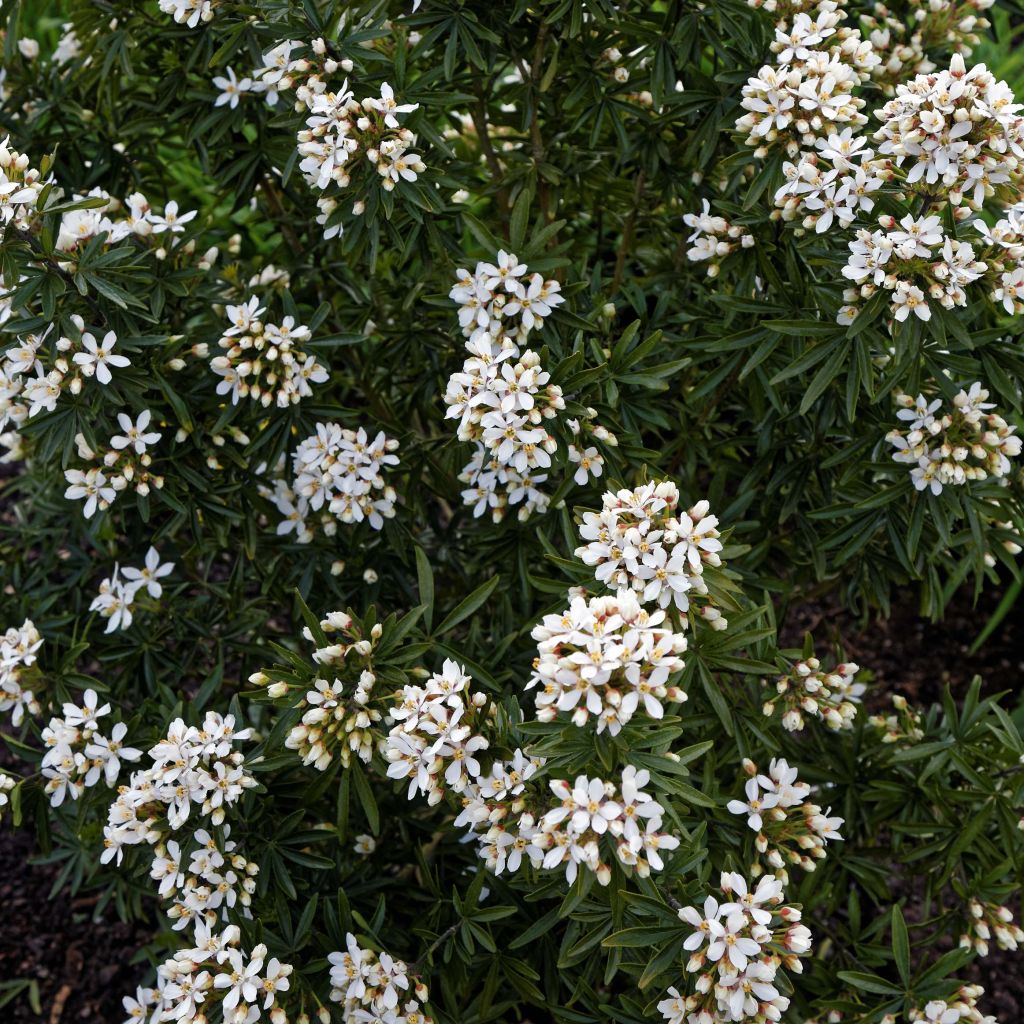Choisya ternata Snow Flurries - Mexican Orange Blossom