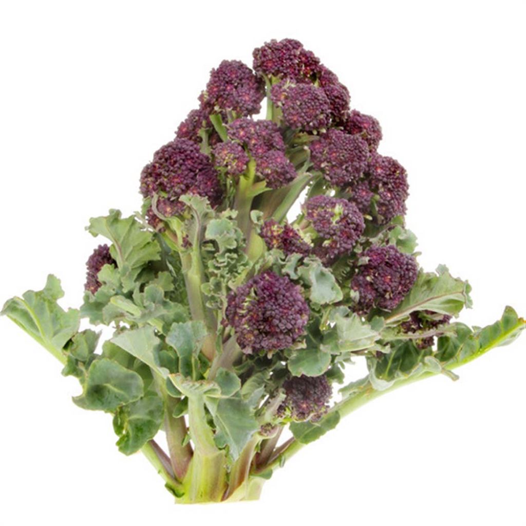 Chou Brocoli Early Purple Sprouting Bio - Ferme de Sainte Marthe