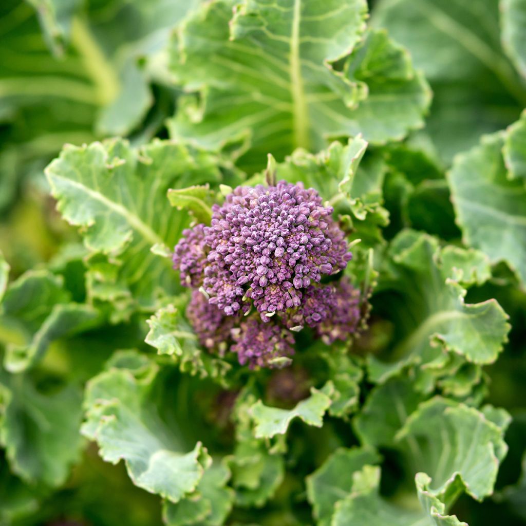 Broccoli Early Purple Sprouting