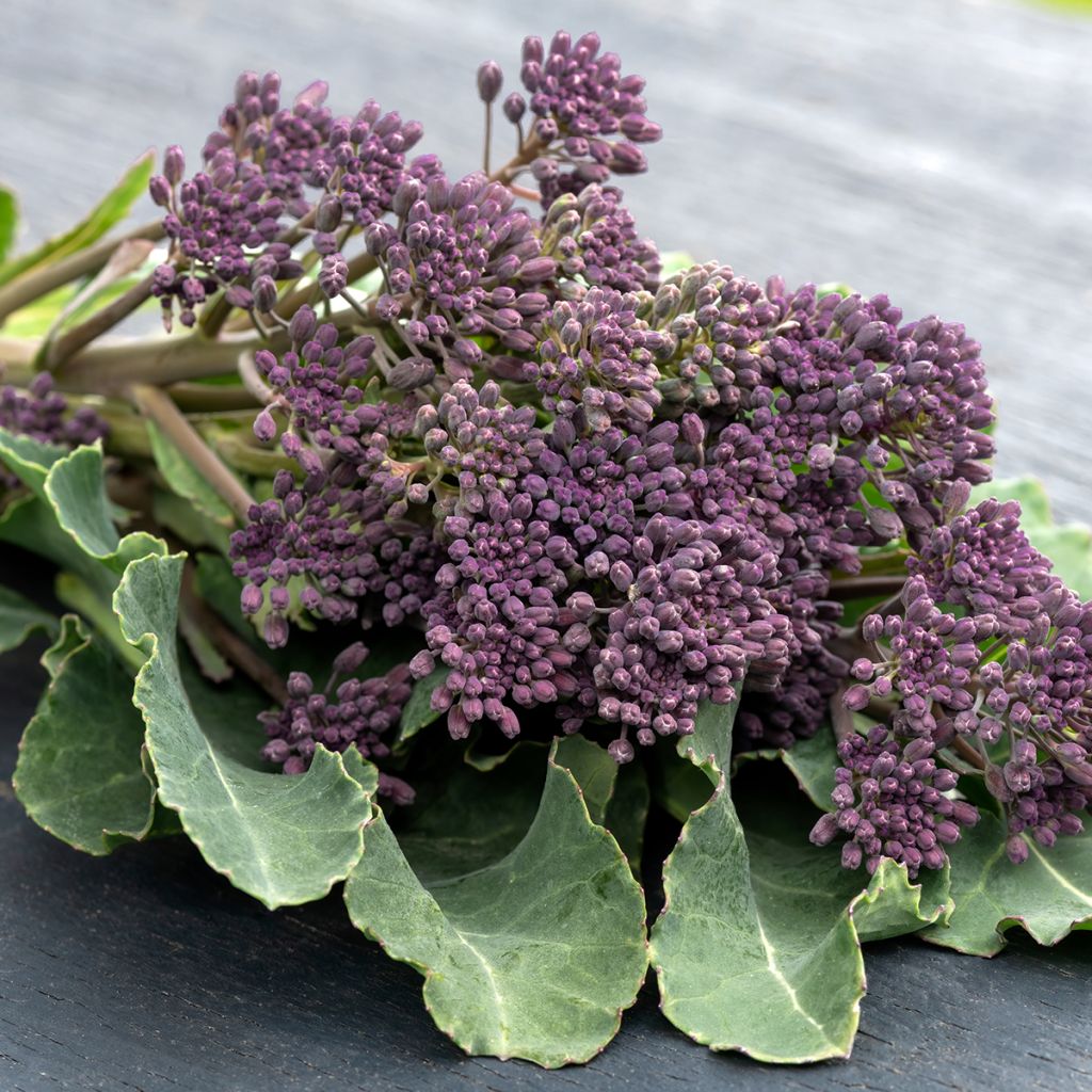 Broccoli Early Purple Sprouting