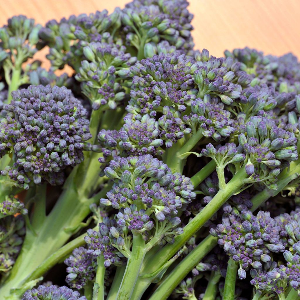 Broccoli Early Purple Sprouting - Brassica oleracea italica