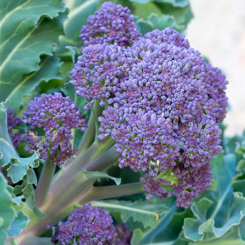 Broccoli Early Purple Sprouting - Brassica oleracea italica