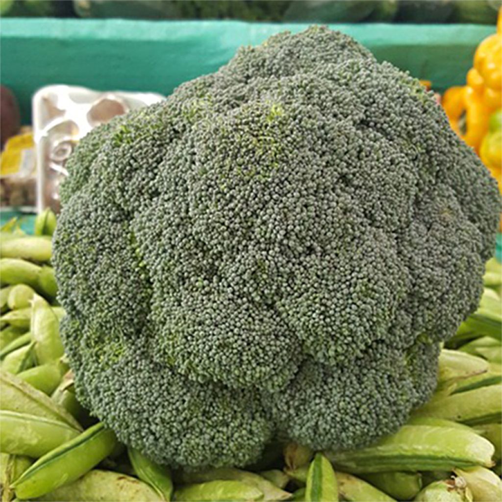 Chou Brocoli Green Magic F1