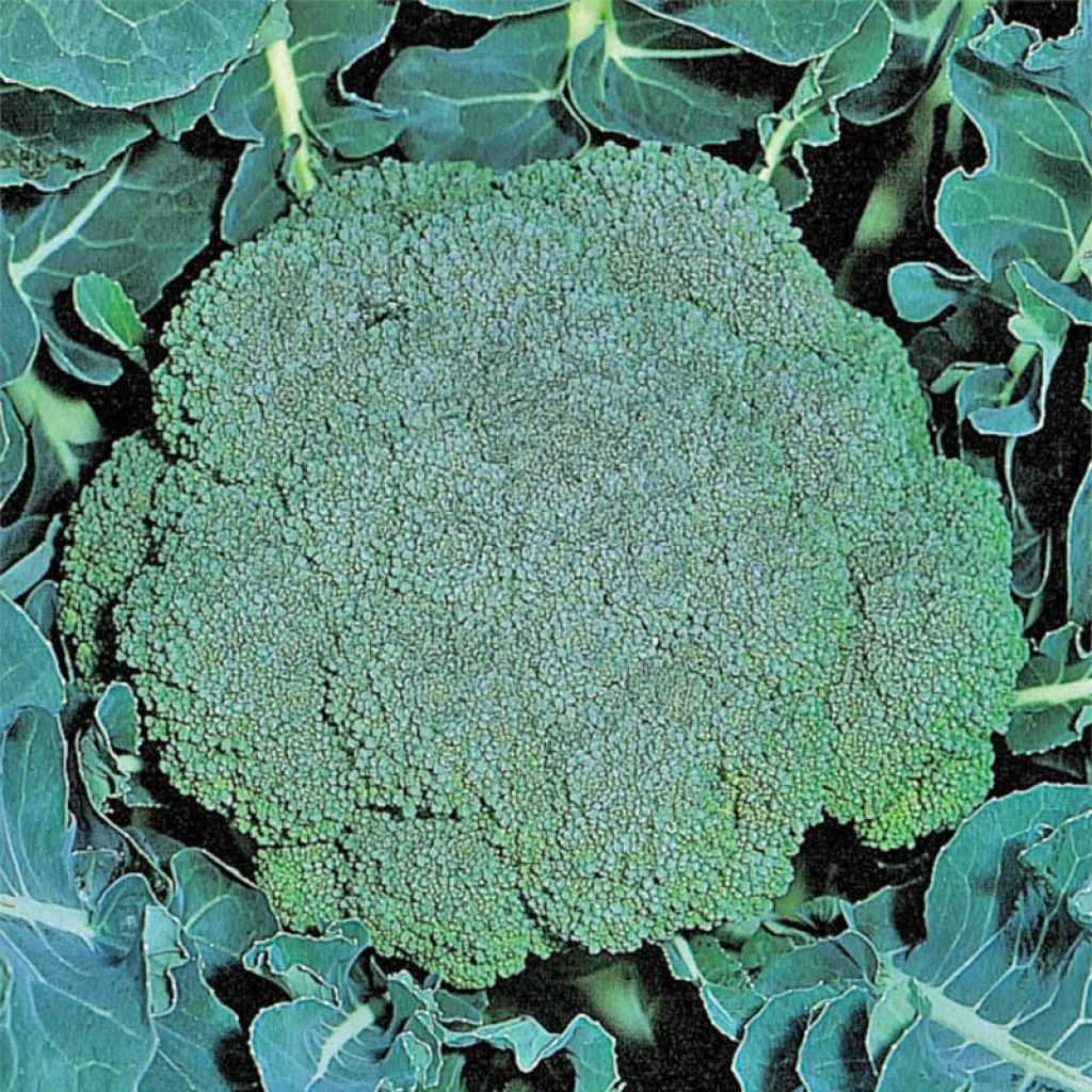 Chou Brocoli Ramoso Calabrese Bio