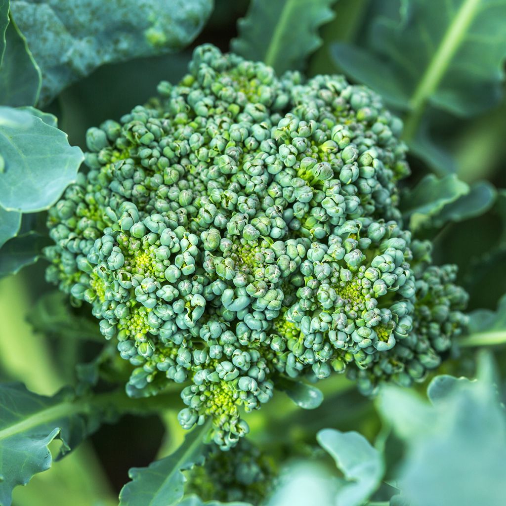 Organic Broccoli Ramoso Calabrese - Brassica oleracea italica